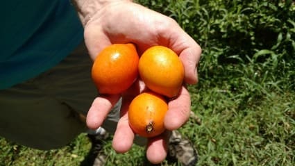 Three vibrant orange kumquats are held in a hand, surrounded by lush green grass, highlighting the fruit's freshness and ripeness.