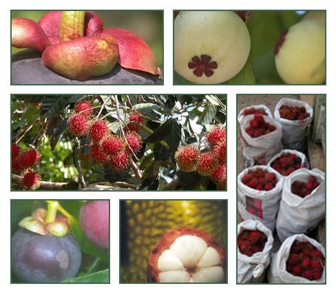 Tropical fruits including mangosteen, rambutan, and their harvest displayed in bags. Highlights the variety and abundance of exotic fruits.