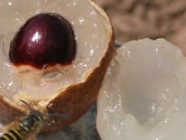 Close-up of a lychee fruit, split open to reveal its translucent flesh and dark seed, with a wasp nearby, highlighting its natural setting.
