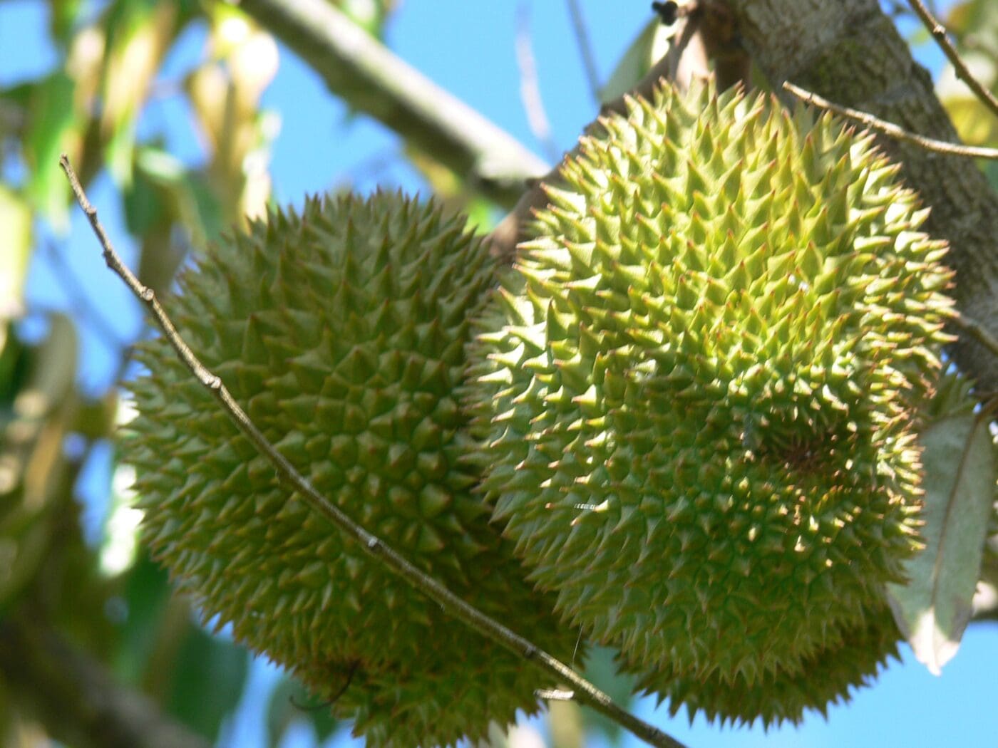 Two spiky green durians hang from a branch, set against a clear blue sky. This image showcases the unique appearance of this tropical fruit.