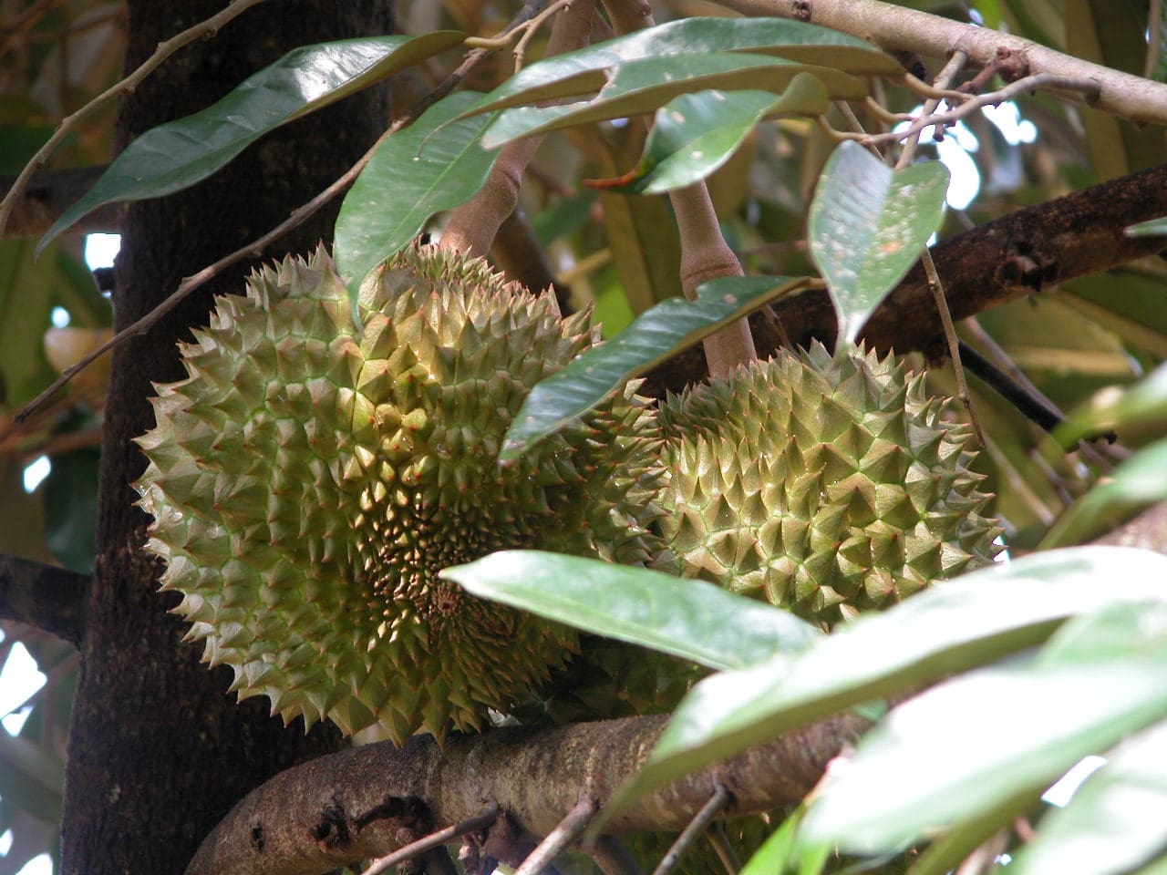 Two spiky durians hang from a tree branch, surrounded by green leaves. The image highlights the fruit's unique appearance and growth habitat.