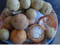A plate displays a variety of tropical fruits, including mangosteen with its white flesh exposed and round, brownish langsat fruits.