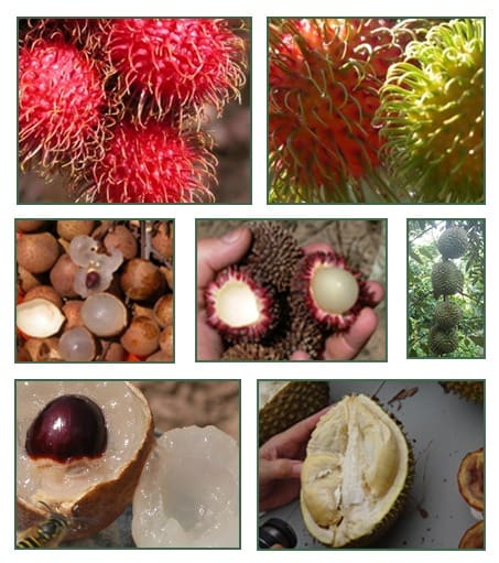 A collage of tropical fruits: rambutan with hairy skin, longan with translucent flesh, and durian showing its spiky exterior and creamy interior.
