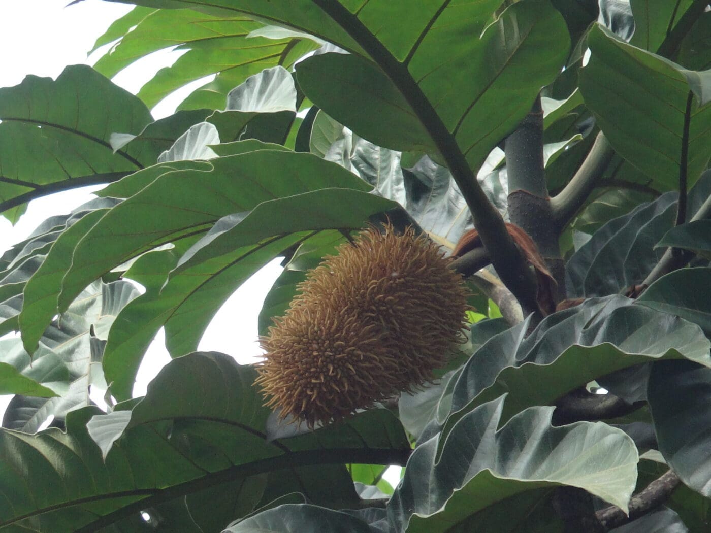 A durian fruit hangs amid green leaves on a tree, showcasing its spiky exterior. This fruit is known for its distinctive aroma and taste.