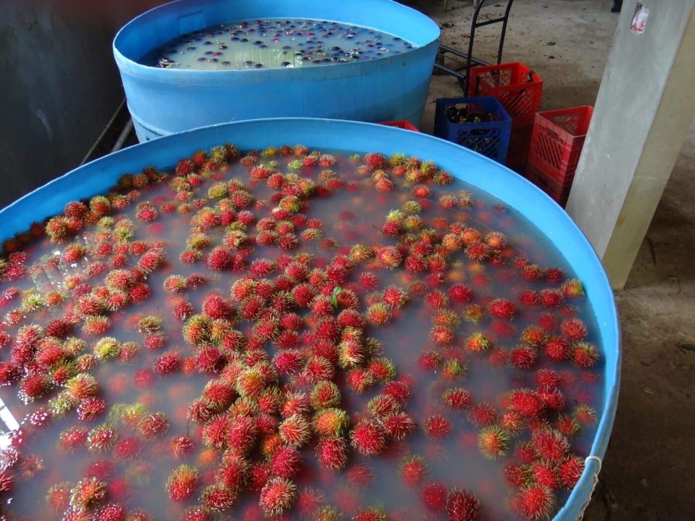 Ripe lychees soak in water-filled blue containers, showcasing vibrant red and green hues, indicating preparation for sale or processing.