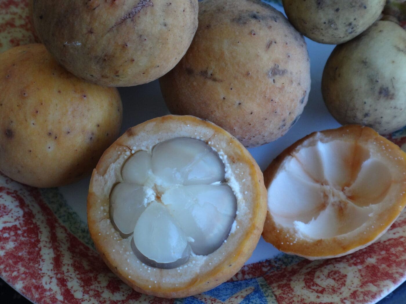 A delicious fruit with a hint of grapefruit flavor. Very slow to begin fruiting, taking 12 to 20 years