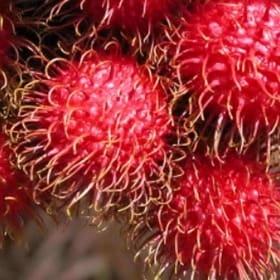 Rambutan fruit clusters display vibrant red and green skins, showcasing their distinctive hairy exterior. This tropical fruit is celebrated for its sweet flavor.