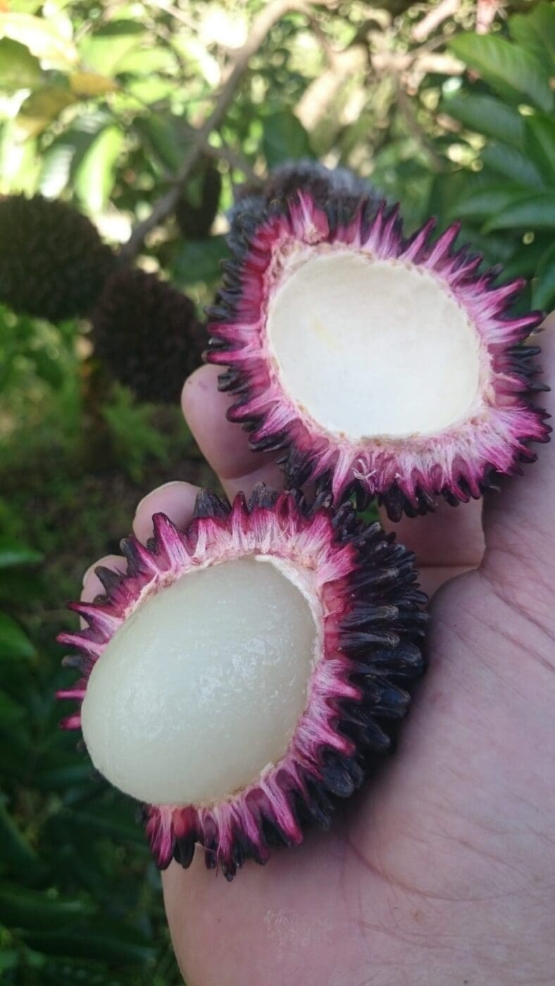 Xperia all December 18 2014 after PR 4451 Split open fruit showing a creamy, pale interior surrounded by a spiny, purple-red rind.