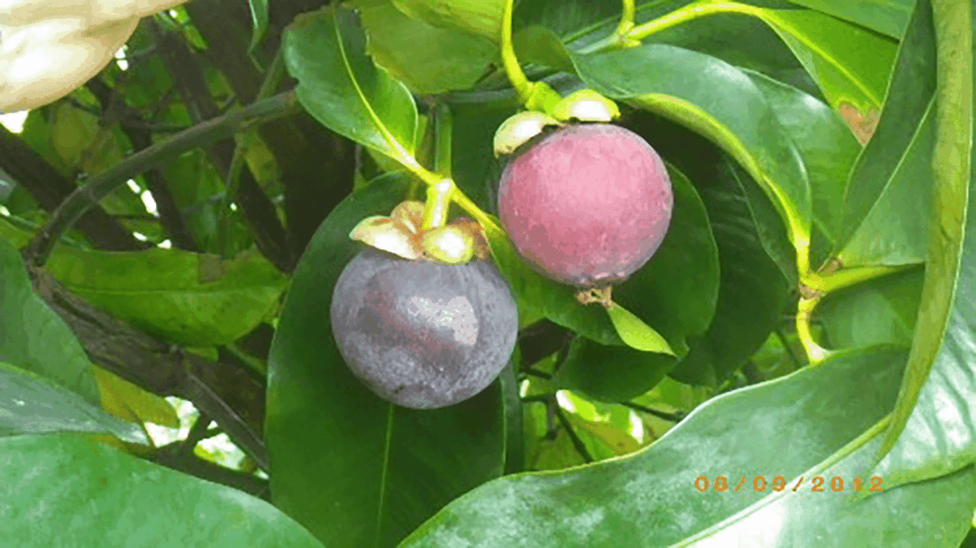 Two ripe mangosteen fruits, one purple and one red, hang from green leaves on a tree branch, showcasing their vibrant colors in a tropical setting.