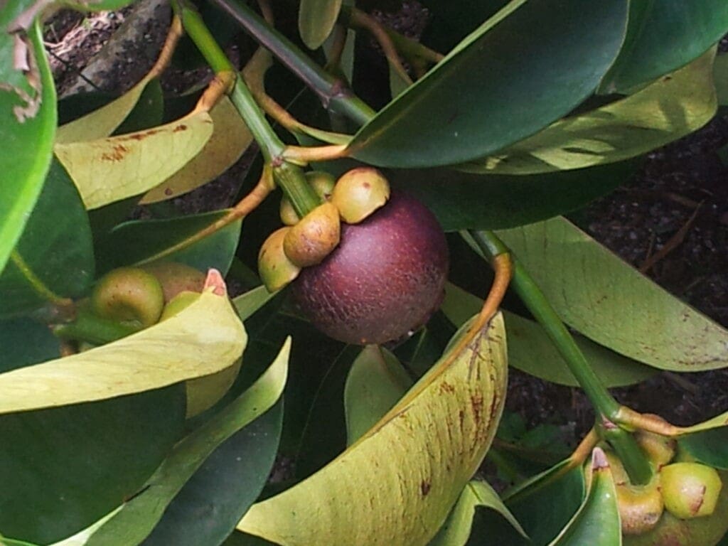Mangosteen fruit