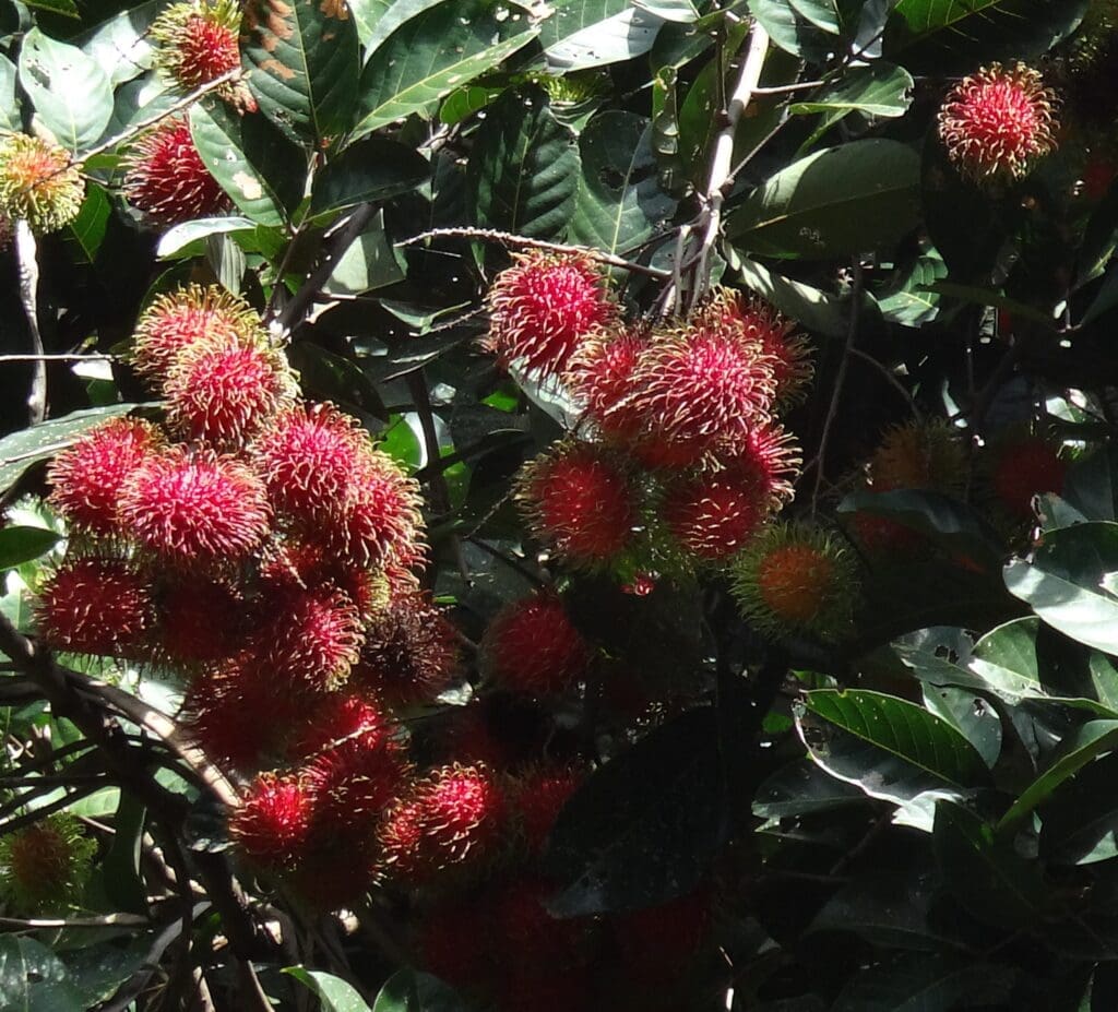 Clusters of ripe rambutan fruits with red.